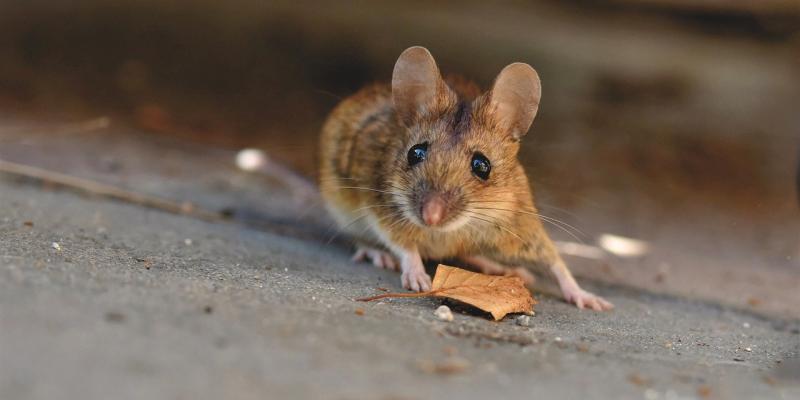 How to Keep Mice Out of Your Boat